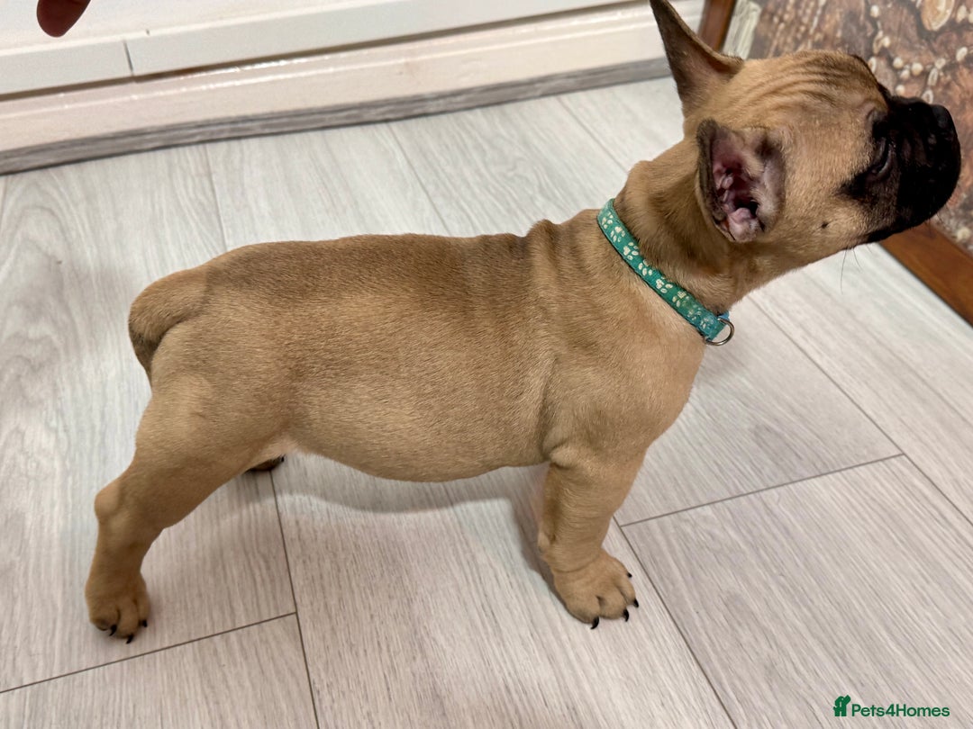 Mixed Breed dogs for sale: French Bulldog x Standard Bully Pups - Advert 10