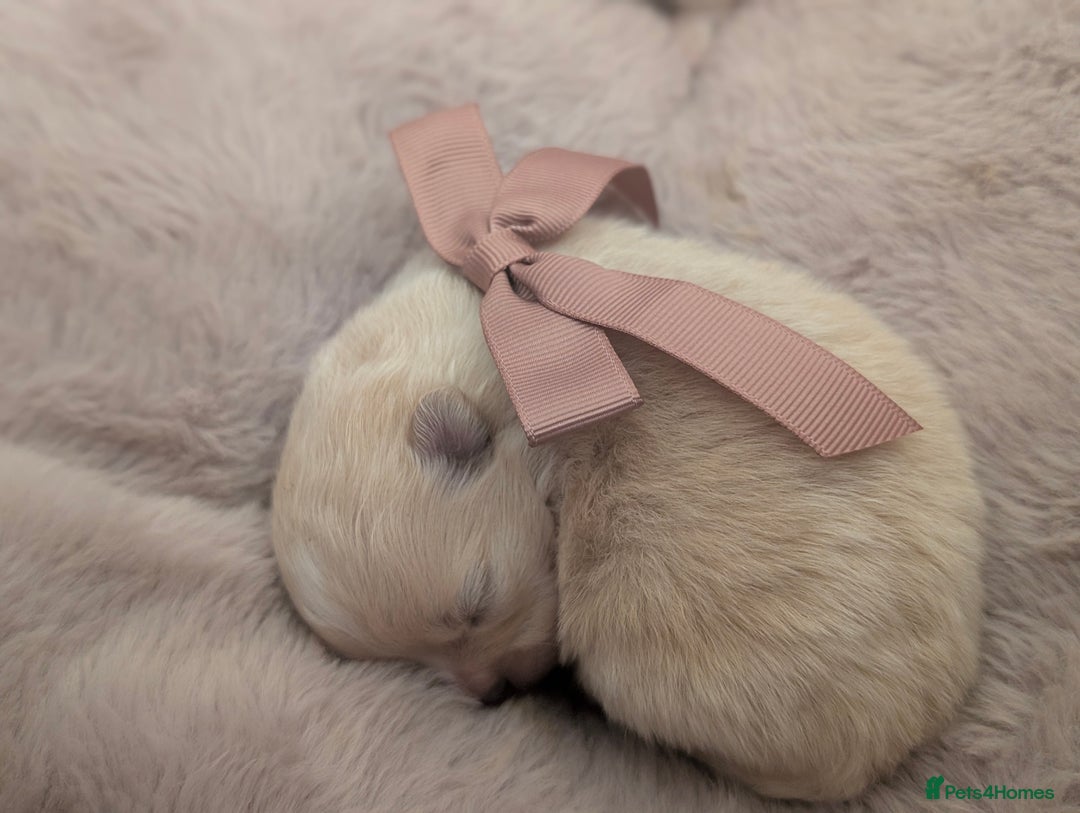 Pomeranian dogs for sale: Beautiful tiny Pomeranian girls  ONE LEFT  - Advert 13