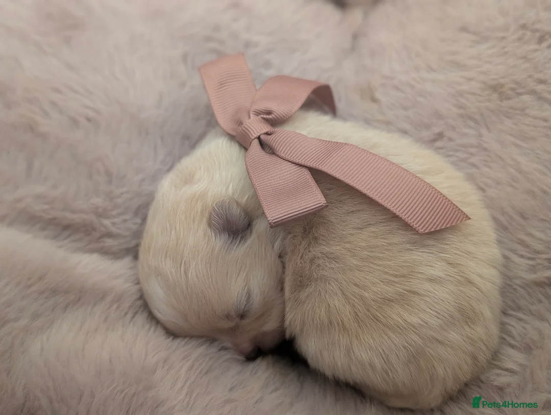 Pomeranian dogs for sale: Beautiful tiny Pomeranian girls  ONE LEFT  - Advert 14