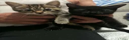Mixed Breed cats for sale: 2 kittens for sale - Advert 7