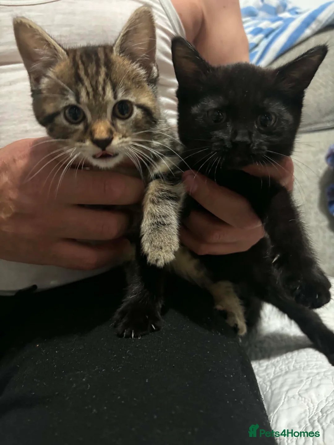 Mixed Breed cats for sale: 2 kittens for sale - Advert 7