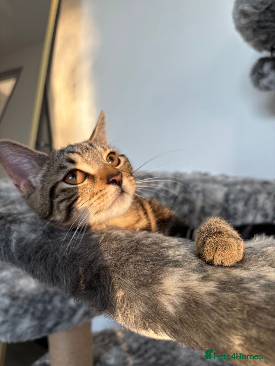 Mixed Breed cats for sale: Tabby male 6 month old kitten - Advert 9