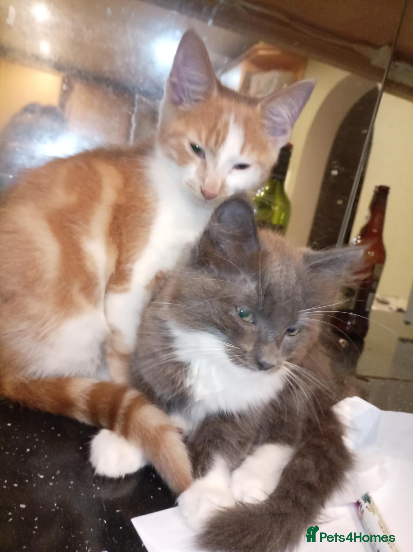 Turkish Angora cats 3 beautiful kittens angora mixed breed  - Advert 6