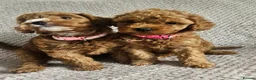 Cavapoo dogs for sale: F1b Cavapoo Puppies!!  - Advert 17
