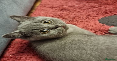 British Shorthair cats - Advert 3