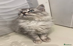 Mixed Breed cats for sale: Mixed persian - Image 3