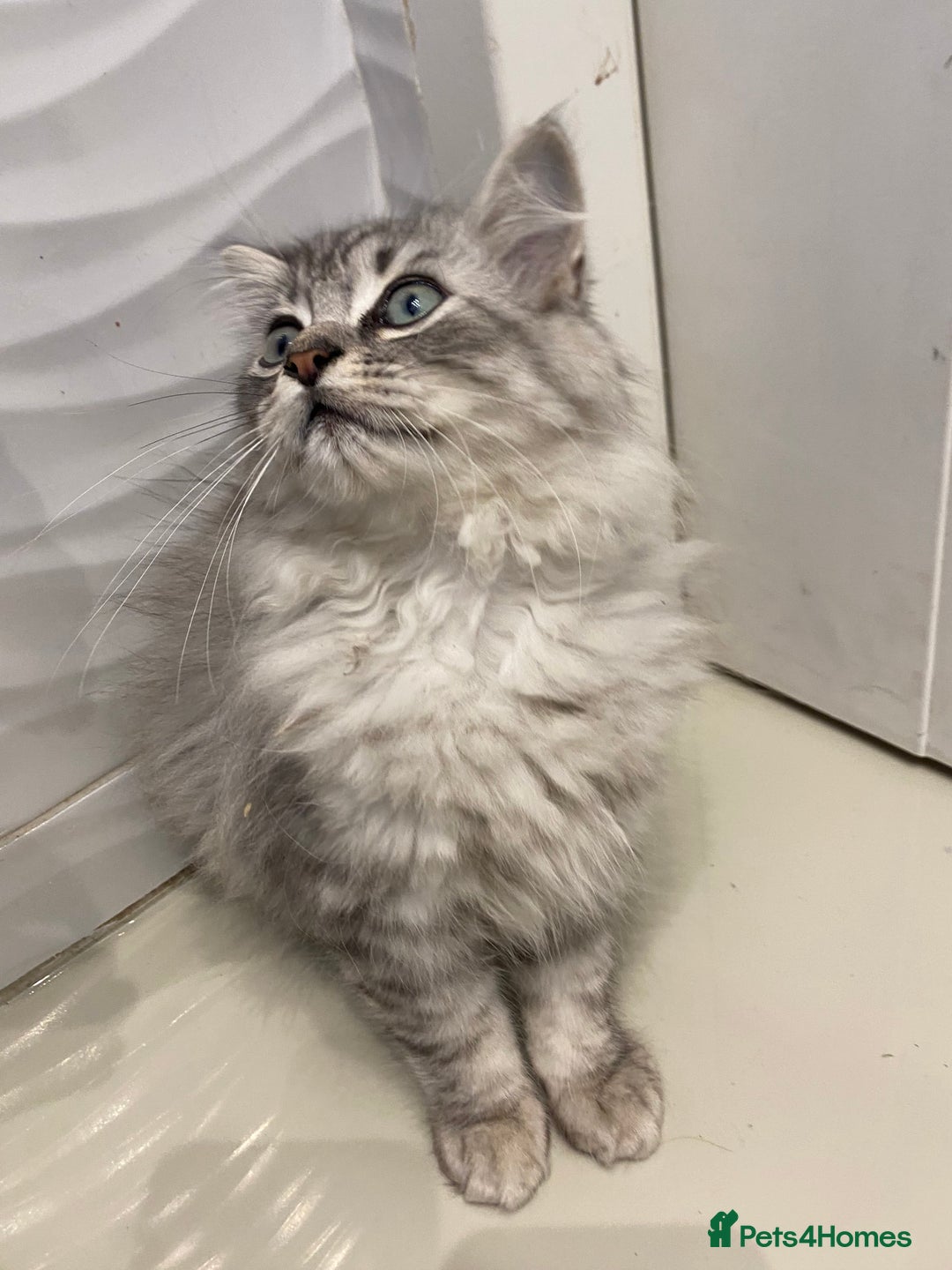 Mixed Breed cats for sale: Mixed persian - Image 3