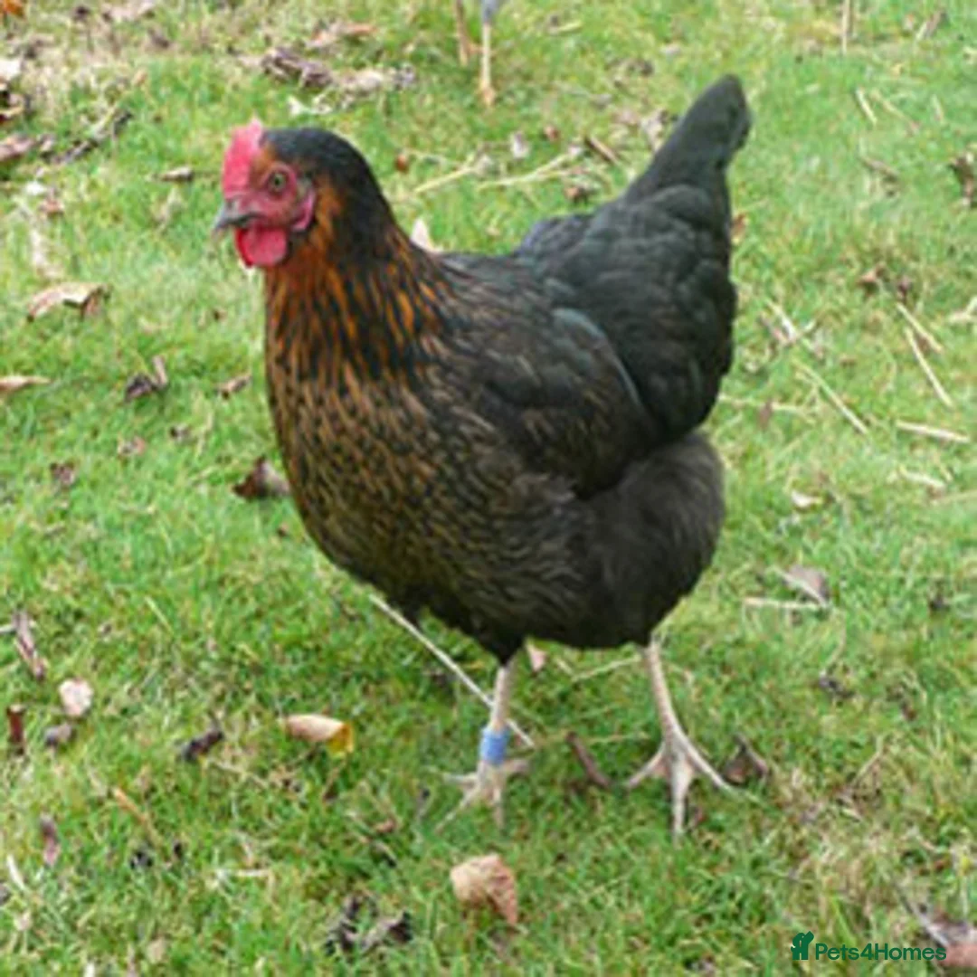 Chickens poultry for sale: Hybrid Hens Point of lay - Advert 5