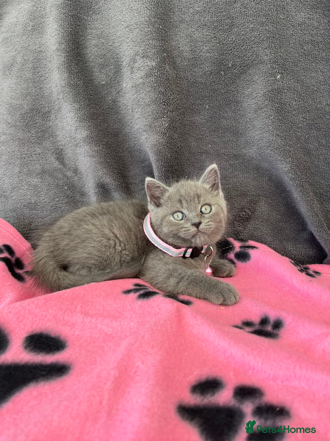 British Shorthair cats for sale: REDUCED!! Pure Breed British Shorthair Kittens - Image 4