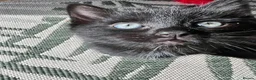 Ragdoll cats for sale: Mink Ragdoll x BSH Aqua Eyes adorable ready now! - Advert 16