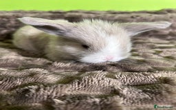Mini Lop rabbits for sale: Pure breed mini lops  - Image 7