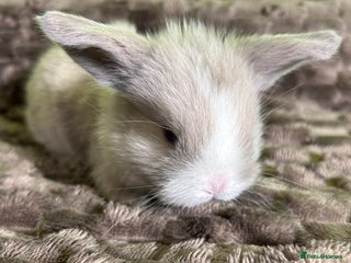 Mini Lop rabbits - Advert 1