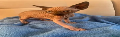 Sphynx 5