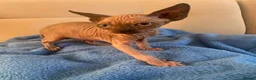 Sphynx cats for sale: 6 tica registered Sphynx Kittens in London - Advert 15