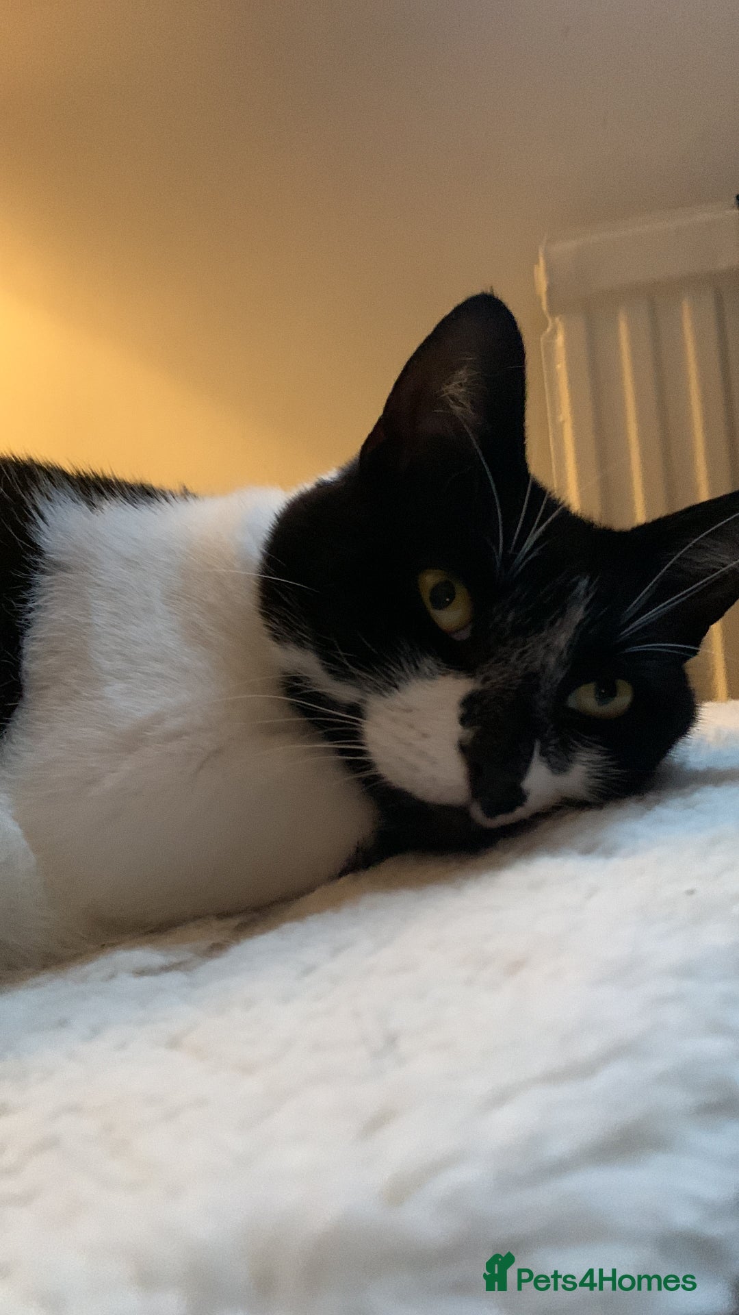 Domestic Shorthair cats for sale: 2 black & white sisters  - Advert 9