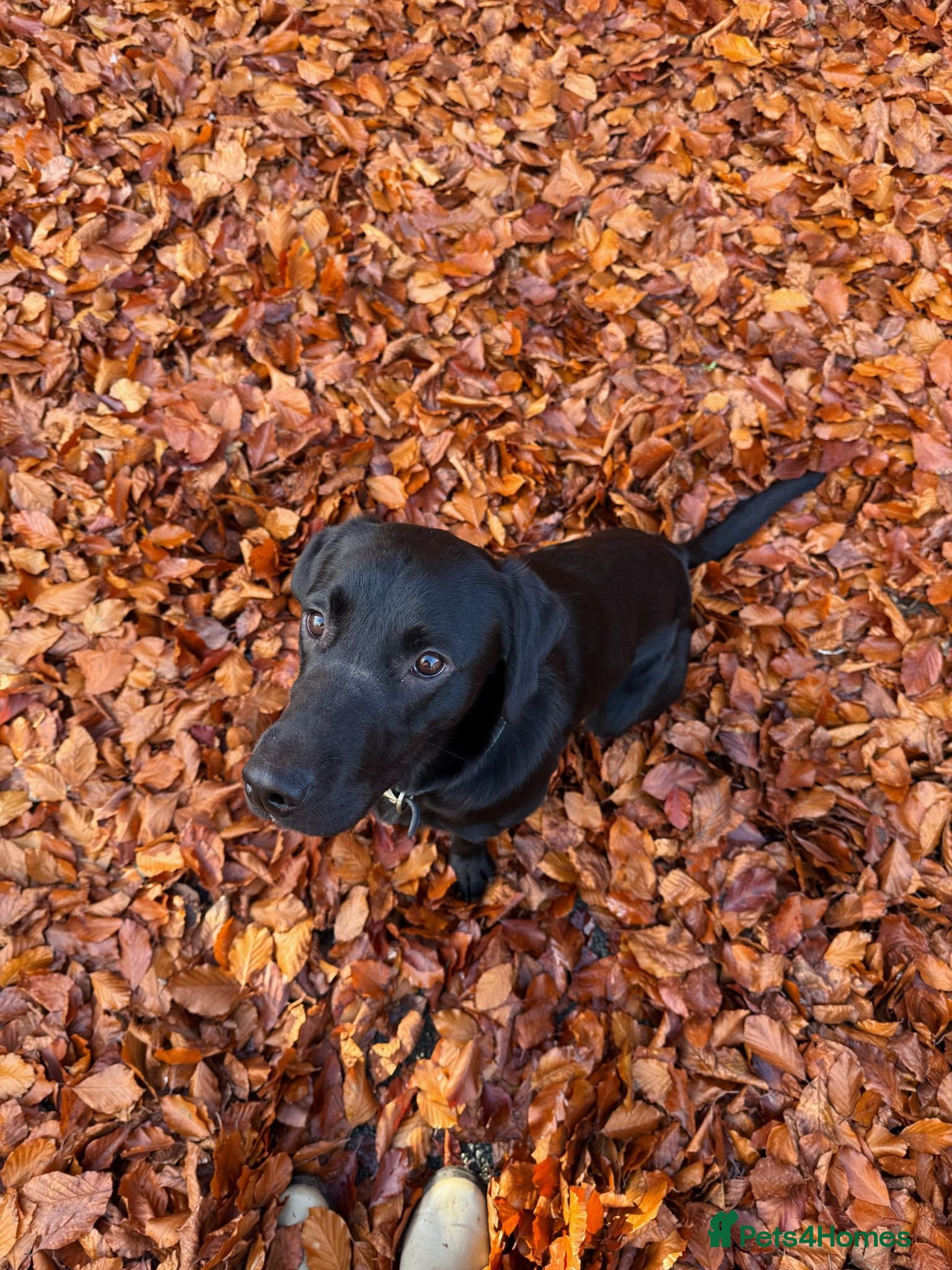 Labrador Retriever dogs Loving Home Needed for Cub - Advert 8
