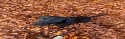 Labrador Retriever dogs for sale: Loving Home Needed for Cub - Advert 1