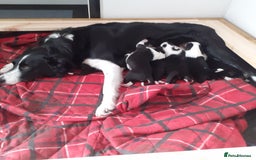 Border Collie dogs for sale: Border collie pups - Image 4