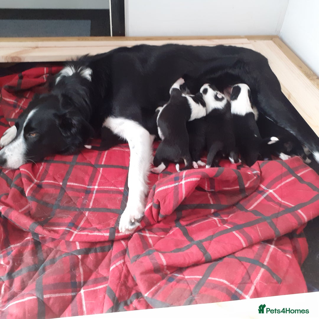 Border Collie dogs for sale: Border collie pups - Image 4