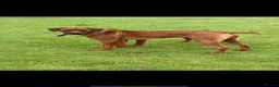 Rhodesian Ridgeback dogs for sale: Beautiful Rhodesian Ridgeback puppies-Family pet - Advert 13