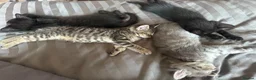Maine Coon cats for sale: Mainecoon mix kittens in Catterick Garrison - Advert 7