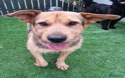 Mixed Breed dogs for adoption: 🐾💛 CAMIL - a Gentle Boy with a Heart of Gold💛🐾 - Image 2
