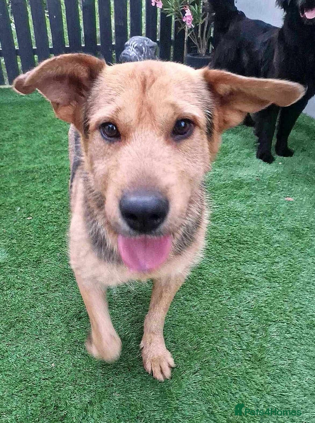 Mixed Breed dogs for adoption: 🐾💛 CAMIL - a Gentle Boy with a Heart of Gold💛🐾 - Image 2