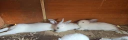 New Zealand rabbits for sale: New Zealand × Cali, Pure Cali & Rex Cross Rabbits - Advert 5