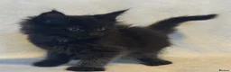 Maine Coon cats for sale: Stunning TICA Maine Coon Kittens active possible  - Advert 18