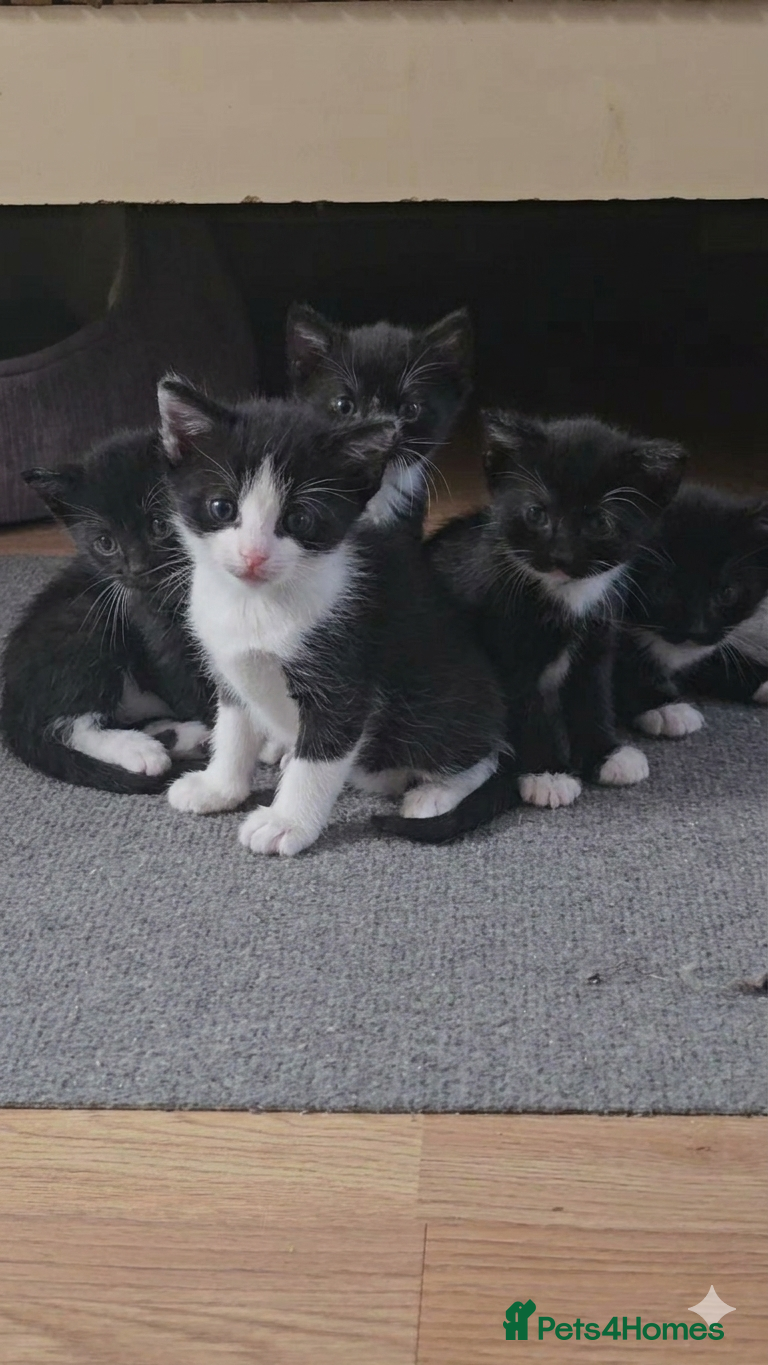 Mixed Breed cats for sale: Adorable Black & White (Tuxedo) Kittens  in Saint Austell - Advert 1