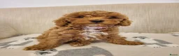 Cavapoo dogs for sale: Beautiful Red Cavapoo Puppies F1bb - Advert 17