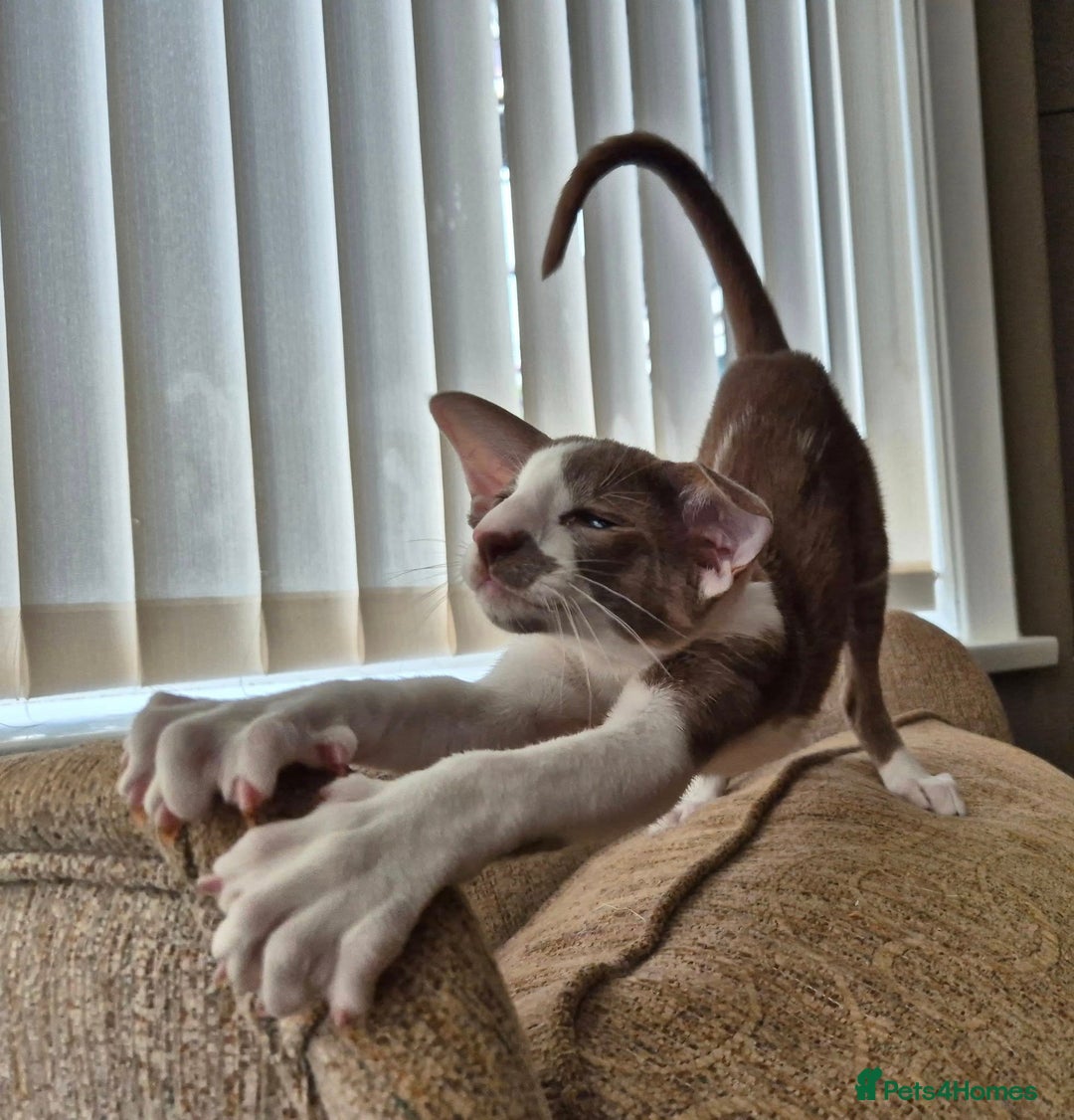 Oriental cats for sale: Beautiful Lilac bicolour Oriental BOY - Image 4