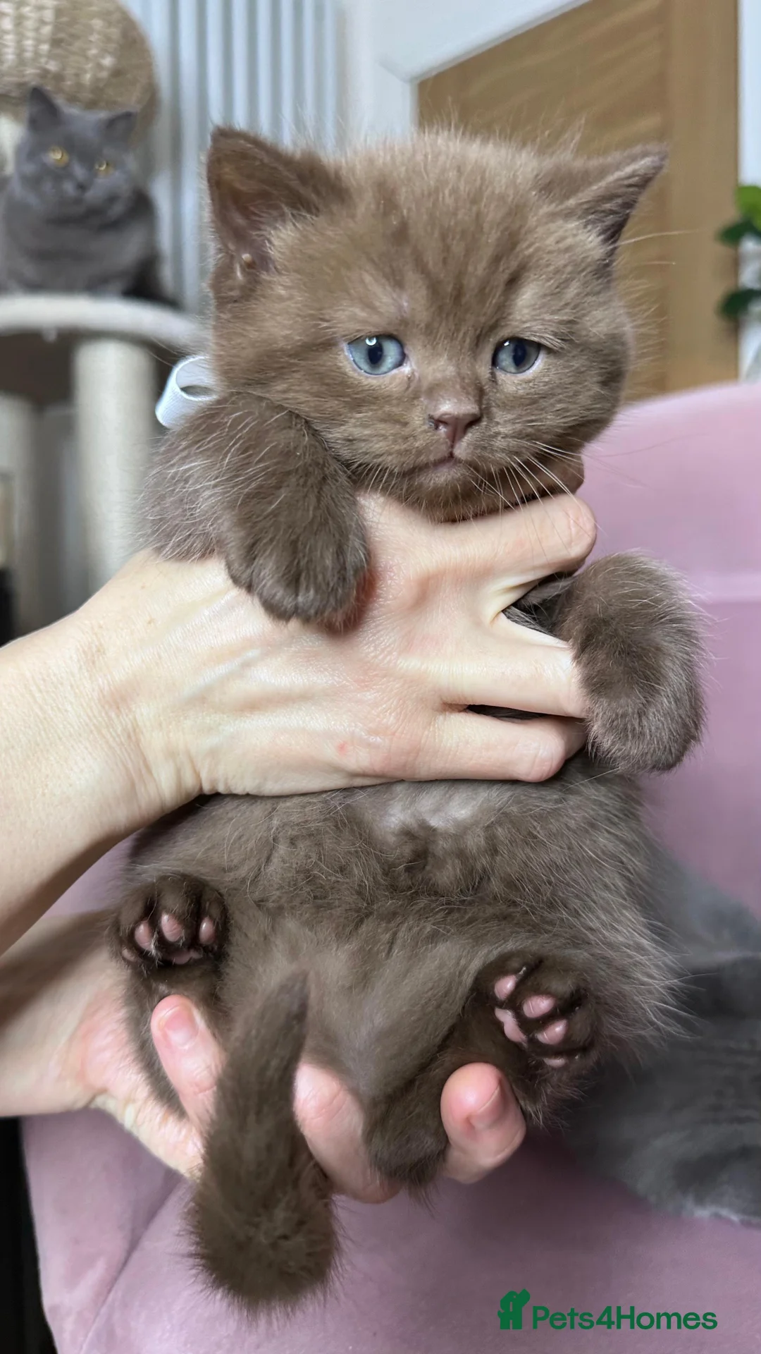 British Shorthair cats for sale: Adorable British Shorthair Kittens for Sale in Lincoln - Advert 12