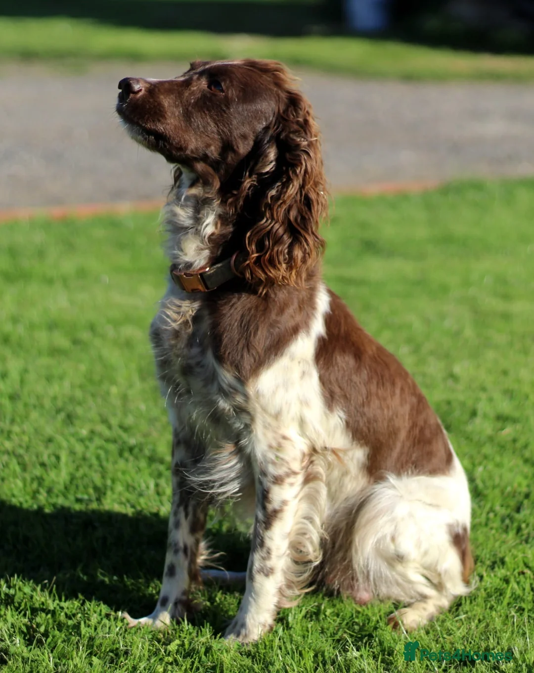 English Springer Spaniel dogs for sale: English Springer Spaniel Puppy - Advert 2