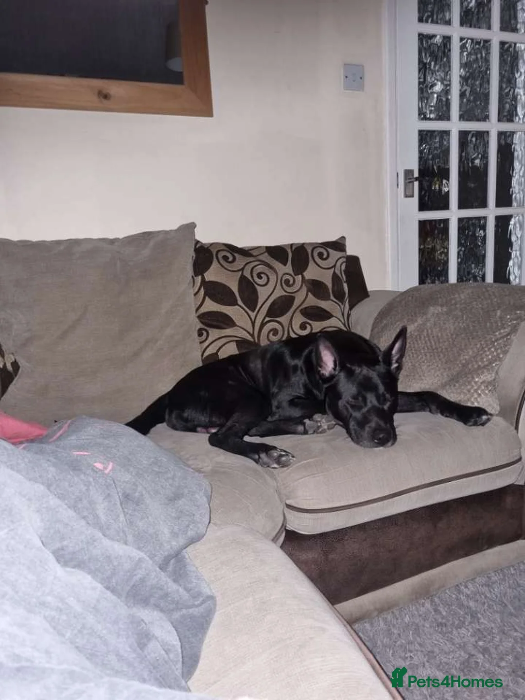 Mixed Breed dogs for sale: Storm in Bedford - Advert 8