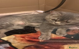 British Shorthair cats for sale: Gorgeous Fluffy British Shorthair Mix Kitten - Advert 2