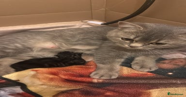 British Shorthair cats Gorgeous Fluffy British Shorthair Mix Kitten - Advert 6