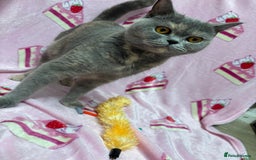 British Shorthair cats for sale: Rainbow litter 🤩🤩💕💕🌈🌈 - Image 3