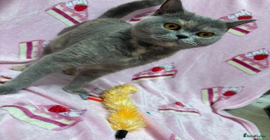 British Shorthair cats - Advert 12