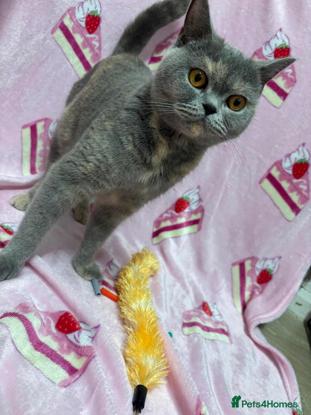 British Shorthair cats for sale: Rainbow litter 🤩🤩💕💕🌈🌈 - Image 3