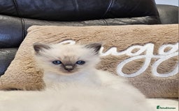 Ragdoll cats for sale: Stunning ragdoll kittens  - Advert 16