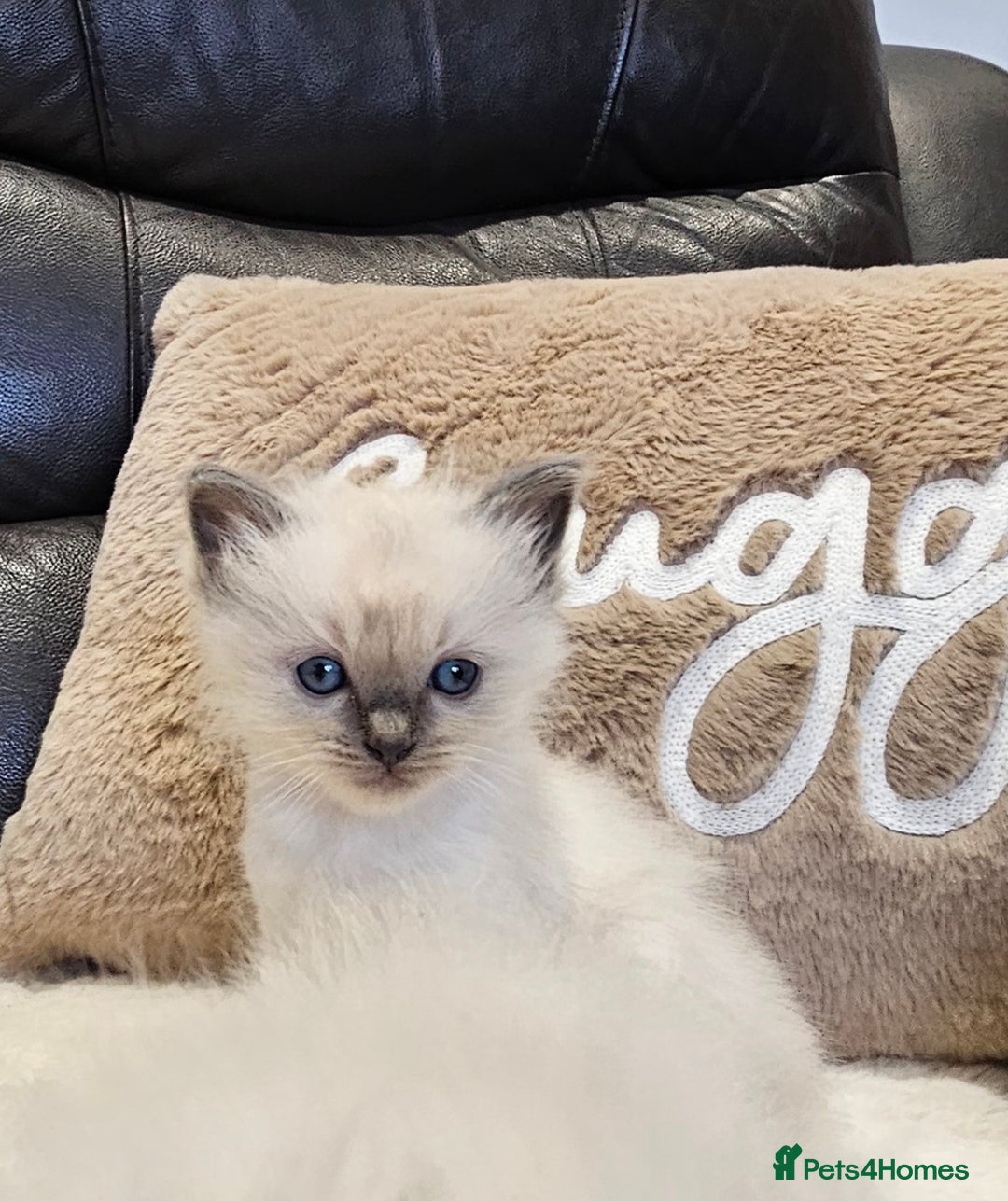 Ragdoll cats for sale: Stunning ragdoll kittens  - Advert 16