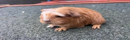Guinea Pig rodents for sale: Beautiful long haired guinea pigs to reserve  - Advert 18