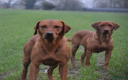 Labrador Retriever dogs for sale: Kc reg fox red working Labradors  - Image 14