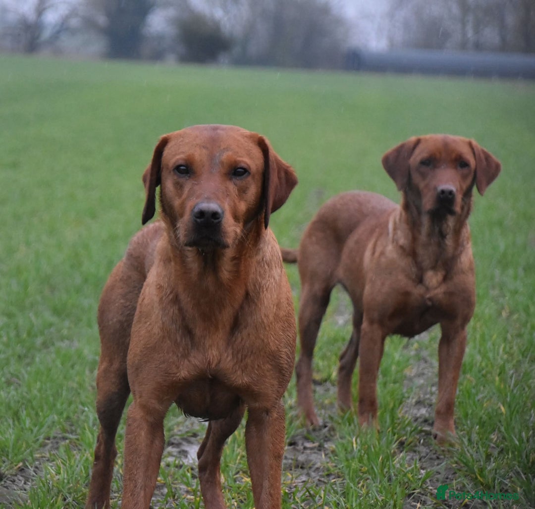 Labrador Retriever dogs for sale: Kc reg fox red working Labradors  - Image 14