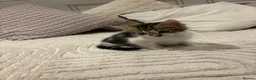 Mixed Breed cats for sale: Kittens 2 girls 1 boy for sale 8 weeks on Thursday in Birmingham - Advert 11