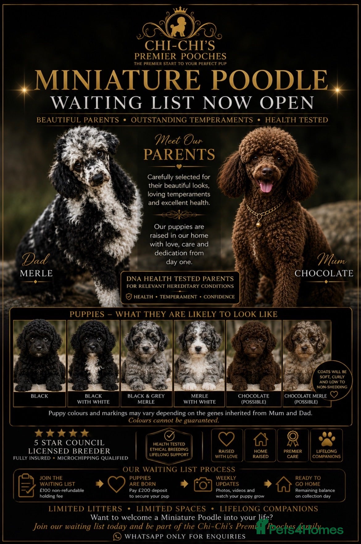 Miniature Poodle dogs WAITING LIST Miniature poodle waiting list - Advert 1