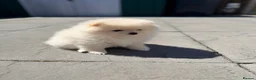 Pomeranian dogs for sale: 🌟 Luxury Pomeranian Puppies 🌟  - Advert 3