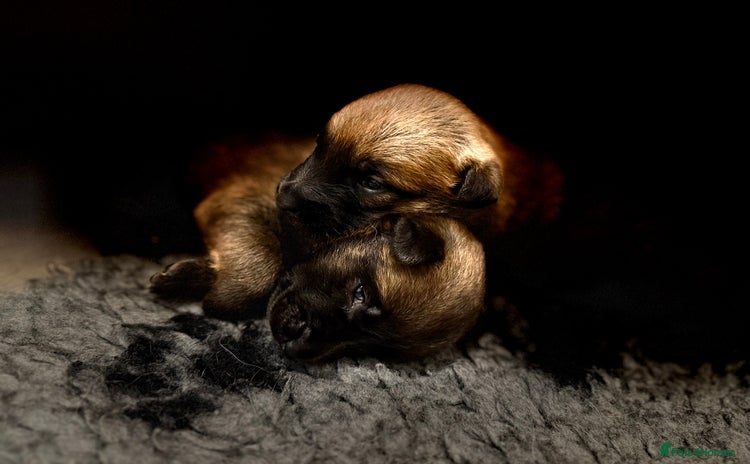Belgian Shepherd Dog dogs - Advert 5