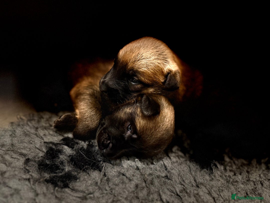 Belgian Shepherd Dog dogs for sale: Top working line puppies  - Image 8